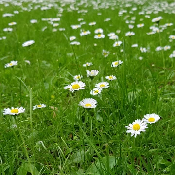 Sippung 1838 - Feld, Wald und Wiese